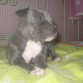 shena de cachorrita